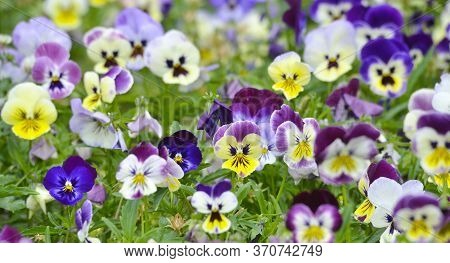 Pansy Flower Plant Natural Background, Summer Time