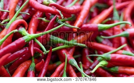 Banach Of Red Hot Chilies Ready To Process.