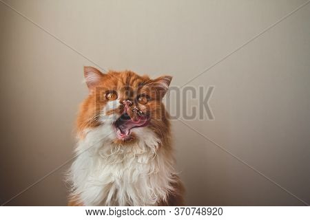 A Fluffy Ginger Cat Licks Sour Cream From Its Face. Milk Tendrils. Funny Red Cat Licks Its Lips.