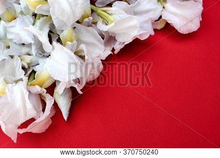 White Irises On A Red Background. Frame Of Fresh Blue And White Flowers Isolated On A Red Background
