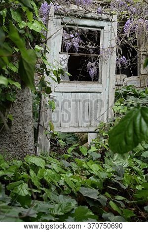 Old Wooden Door In Overgrown Garden Obscured By Green Ivy Leaves And Lilac Plant Flowers.