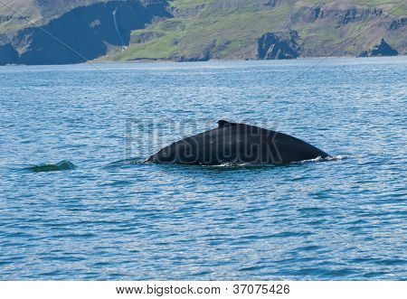 Possente megattera (Megaptera novaeangliae) visto dalla barca vicino a Husavik, Islanda