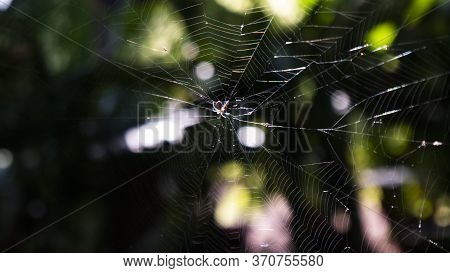 A Spider Web Is A Sticky Net That Spiders Make From Silk To Trap Their Prey. When Insects Fly Or Cra