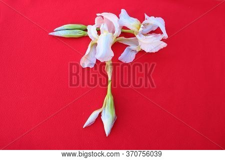 Letter T Of Iris Flowers On A Red Background. Spring Concept. Flat Lay. Floral Letters Of The Alphab
