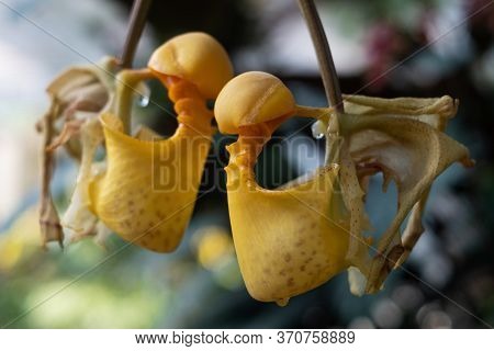 Coryanthes Macrantha Is Orchid From The Genus Of The Bucket Orchids.