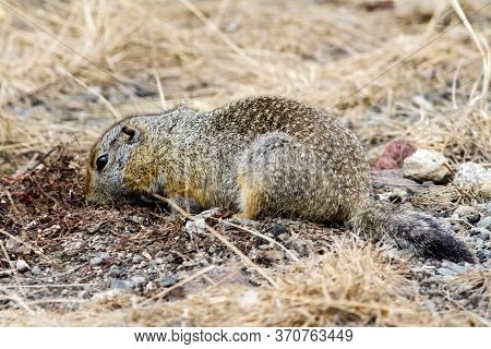 Arctic Ground Squirrel Looking For Food In The Ground. Kamchatka Peninsula, Russia