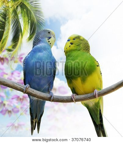Budgerigars สอง Perching ในสาขา