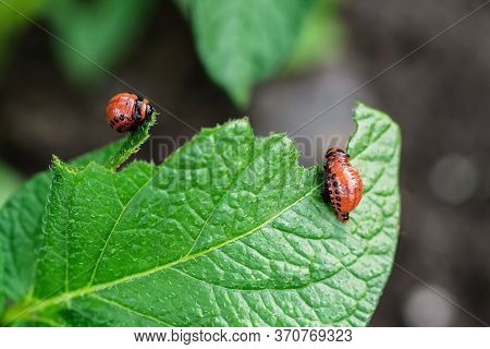 Young Colorado Beetles Eat Potato Leaf. The Beetle Larva Is Eating Potato Leaves. Parasites In Agric