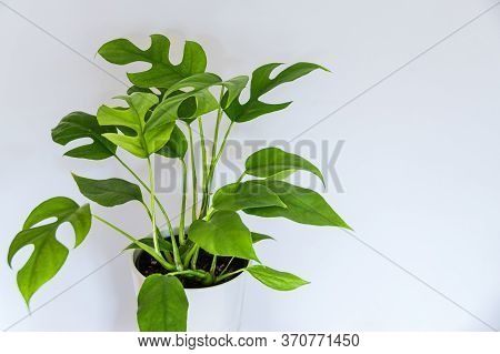 Monstera Minima (rhapidophora Tetrasperma) Houseplant On White Background. Exotic Houseplant With Lu