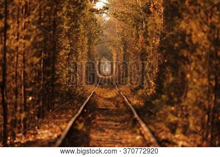 Natural Tunnel Of Love Formed By Trees In Autumn In Ukraine, Klevan