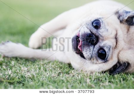 pug Hund mit spielen im Park außerhalb