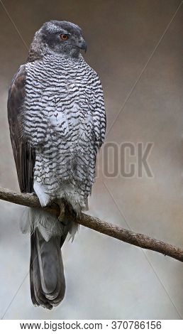 Northern Goshawk (accipiter Gentilis) In Natural Environment