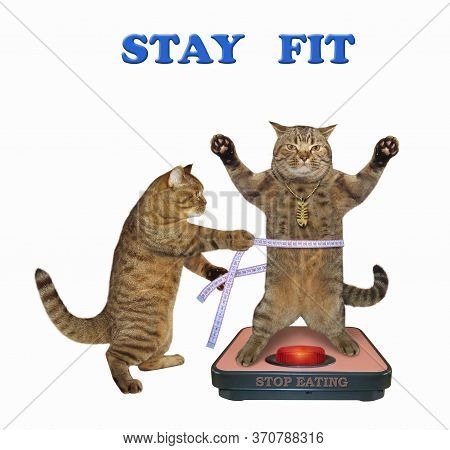 The Beige Cat In A Gold Fishbone Pendant Is Standing On A Weigh Scale. Another Cat Is Measuring This