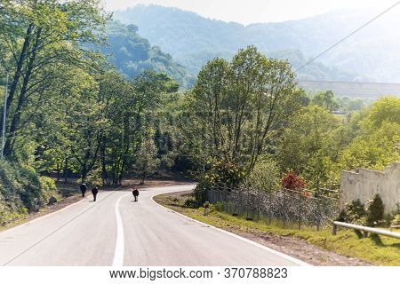 Cows In The Mountain Road On A Sunny Day. Talysh Mountains Landscape, Mountain Road And Several Cows