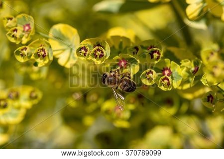 Close-up Of Bee Sitting On Blossom Of Euphorbia Plant