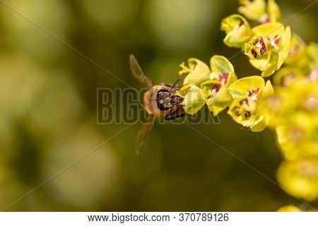 Close-up Of Bee Sitting On Blossom Of Euphorbia Plant