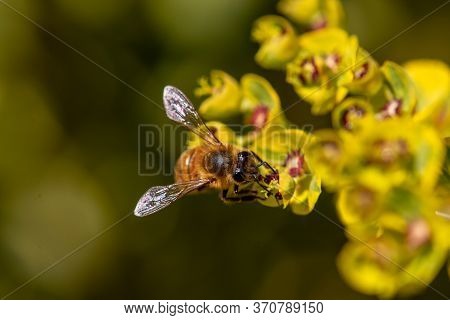 Close-up Of Bee Sitting On Blossom Of Euphorbia Plant