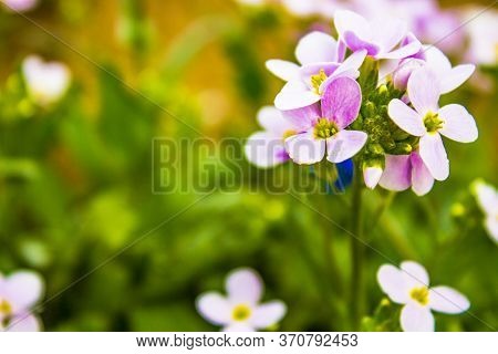 Red Flower. Flower In Garden At Sunny Summer Or Spring Day. Flower For Postcard Beauty Decoration An