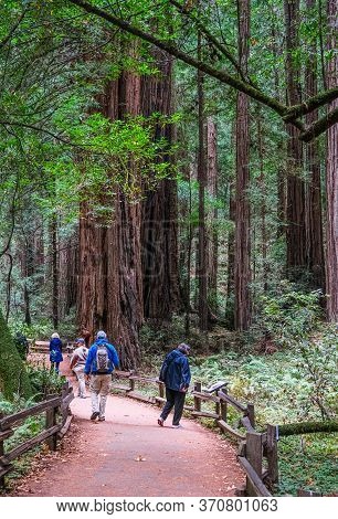 San Francisco, California - November 12, 2019: Muir Woods National Monument Is A United States Natio