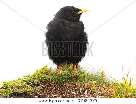 Die Alpendohle oder Yellow billed Alpenkrähe (Pyrrhocorax Graculus) isoliert auf weißem Hintergrund.