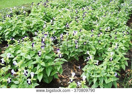 Blue Torenia Fournieri Flower In Nature Garden