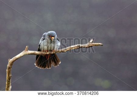 The Red-footed Falcon (falco Vespertinus), Formerly Western Red-footed Falcon, Male Sitting On The B