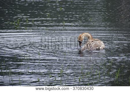 The Duck Is Refreshing Itself.