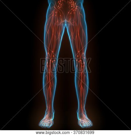 3d Illustration Concept Of Human Internal System Lymph Nodes Anatomy