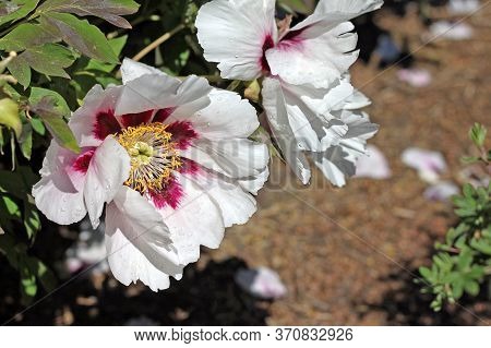 Paeonia Rockii Is Cultivated As An Ornamental Plant In Asia And The West.  It Is Used As An Herbal R