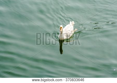 Ducks Swimming In The Water In Beautiful Bhimtal Lake Of Nainital Uttarakhand