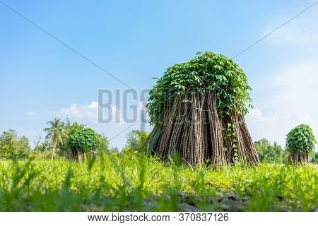 Tapioca Fields. Grow Cassava. Preparing For Cassava Field Planting. Bunches Of Breeding Sapling Of C