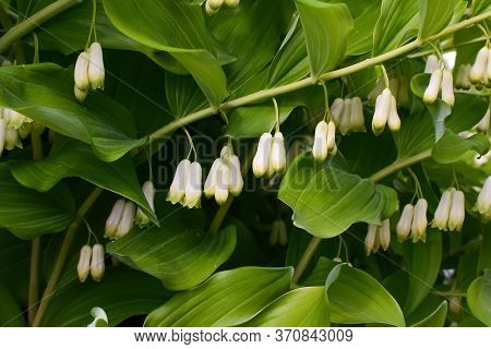 Polygonatum Biflorum Prince Charming. Garden Plant Prince Charming.