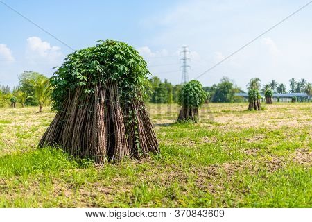 Tapioca Fields. Grow Cassava. Preparing For Cassava Field Planting. Bunches Of Breeding Sapling Of C