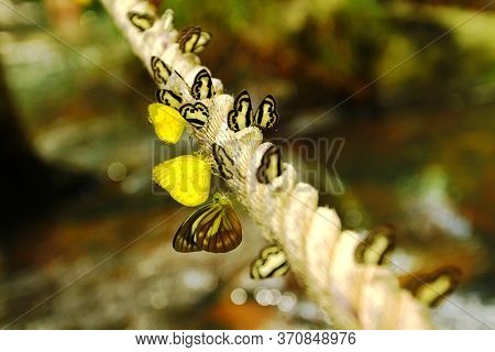 Many Yellow, Black And White Butterfly On The Long Rope With Waterfall Background. Beautiful Insect.