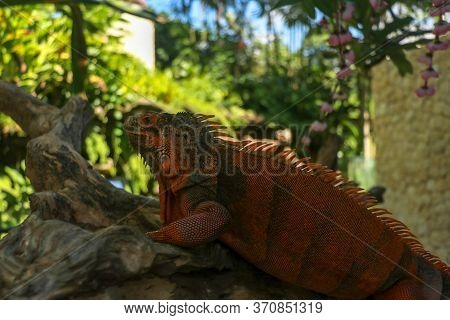 Side View Of Red Iguanas Head. Red Iguana Climbing Up Tree. Macro Photo Of Large Iguana Iguana. Port