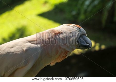 Close Up Portrait Salmon-crested Cockatoo At Bali Bird Park Zoo. Moluccan Cockatoo Parrot Portrait. 