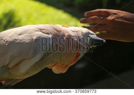 Man Hand Touching Beautiful Specimen Of Coockatoo. Cute Cacatua Moluccensis Standing On A Branch Of 
