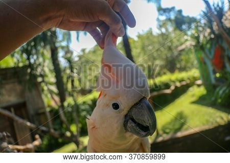 Man Hand Touching Beautiful Specimen Of Coockatoo. Cute Cacatua Moluccensis Standing On A Branch Of 