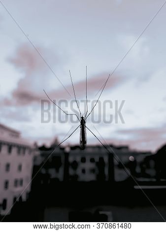 Close Up The Fly On The Window, On The Glass, The Concept Of Sanitation, Dangerous Insects, Insect R