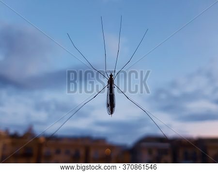 Close Up The Fly On The Window, On The Glass, The Concept Of Sanitation, Dangerous Insects, Insect R
