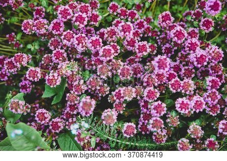 Thyme flowers on the garden plot in June. Blooming of Medicinal herbs in Russia