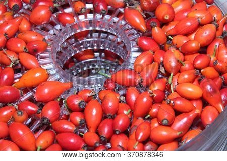 The Red Berries Of The Wild Rose Lying On The Dryer. Preparation Of Raw Materials For Processing.