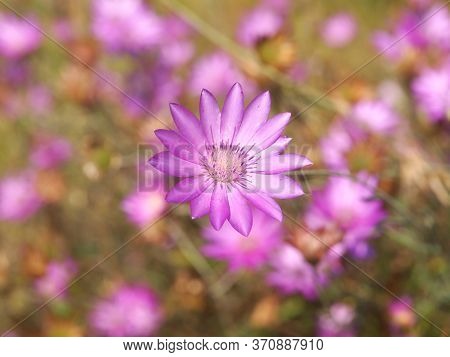 Pink Flower Of Annual Everlasting Or Immortelle