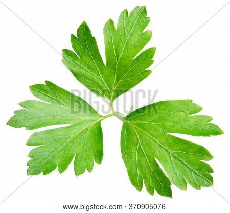 Garden Parsley Herb (cilantro) Green Leaf Isolated On White Background With Clipping Path