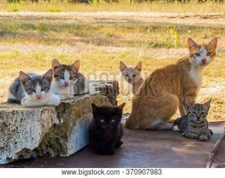 Wild Cats Family In Canino, Central Italy
