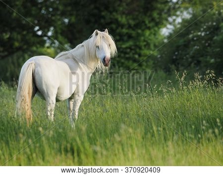 A Grey Pony Stands In Long Summer Grass.