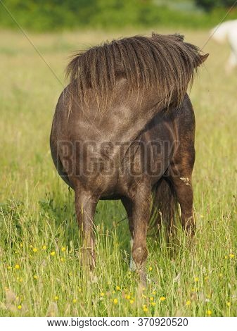 A Welsh Pony Scratches  In A Summer Meadow Of Very Long Grass.