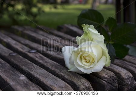 White Roze On The Wood Banch, Romantic Card