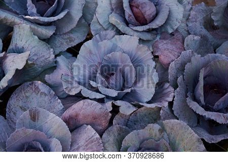 Decorative Composition Of Fresh Decorative Brassica Oleracea, Variety Proxima, Autumn Bouquet. Multi