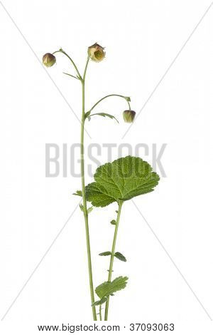   Taze çiçekli su avens beyaz zemin üzerine